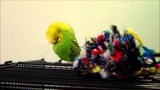 budgies; flying & yawning