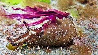 Sea Hares