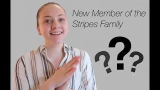 Meet the Newest Member of the Stripes Family!!!