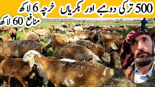 500 turkey dumby || Goat and turkey dumba Farm || how to start Goat Farming business in Pakistan