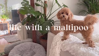 Life with a Maltipoo 🐻🐾 rest days with my puppy, new palm plant 🪴