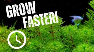 5 Tips to Growing Aquarium Plants FASTER!