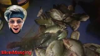 "EDISI BECAWATAN"!!  SEMAKIN HEBOH! MANCING RIAM KANAN, ABAH ULUN PESTA STREK IKAN NILA