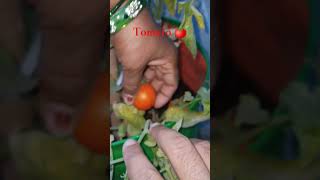 naye tamatar#kitchengarden #viral#organic#trending #vegetable#tamator#tomato#mohitchauhan#babafarid