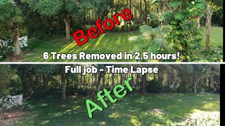 Tree Removal turns Tampa backyard jungle into beautiful open space!