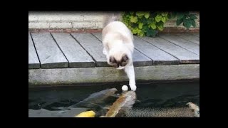 Funny Cat Videos Compilation #6----Cats Garden