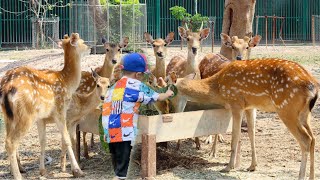 Trãi nghiệm đi vô khu thú rừng hoang dã|1 ngày ở safari mỹ quỳnh|@berotv1205 tập 39