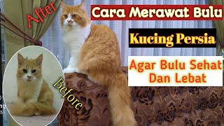 Cara Merawat Bulu Kucing Agar Sehat dan Lebat