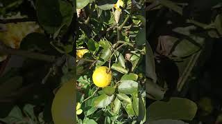 Limonka aurantifolia - żółta w pełni dojrzały owoc