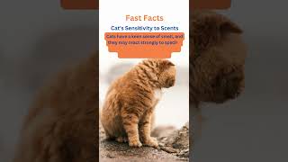 Scent-Savvy Cats: Unveiling Feline Sensitivity to Scents