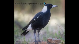 Australian Magpie Singing in Aussie summer