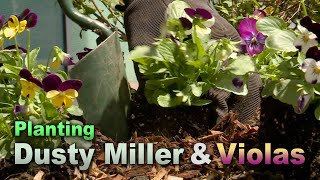 Planting Dusty Miller and Violas – Family Plot