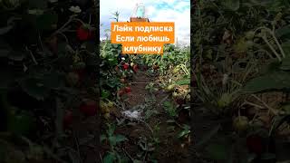 клубника своя с грядки #клубника #клубничка #ягода