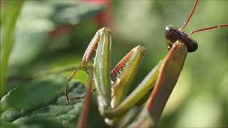 Mante Religieuse - PUIVERT (Aude) Visiteur du jardin-21  Fin de saison pour la Mante Religieuse