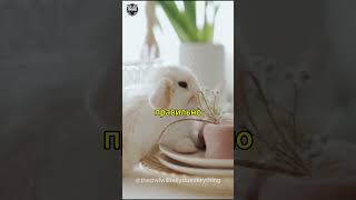 Уход за декоративными кроликами #кролик #декоративнымикролик #rabbit #уход