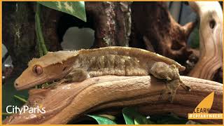 #CPFAnywhere: Meet our Crested Gecko from our Living Collection!