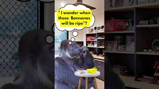 "Ripe Expectations: Gorilla's Banana Dilemma"