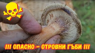 Сезона на #отровните #гъби