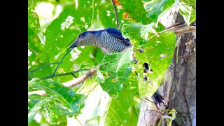 ANDAMAN CUCKOOSHRIKE