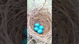 Beautiful Eggs Of Brown Bird #shorts #eggs