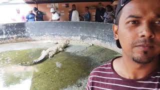 Crocodile farm Big Alligator kasane africa Magermuch farm baby crocodile big crocodile lake placid