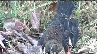 [Weird Things] Thousands Dead Blackbirds Over Beebe, AK: Sign of 2012 Apocalypse?