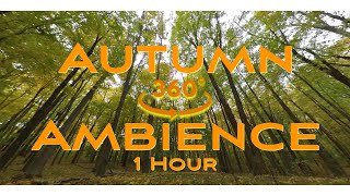 Autumn Forest Ambience 360° Relaxation - 1 Hour