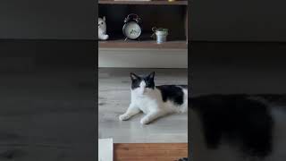 Cat behaving at best to go outside #cute #sweet #cat