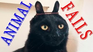 Animal Fails of the Week 2 September 2016  - Animal Fails Compilation 2016