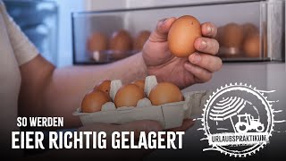 So lagert man Eier richtig! - Fleischi fragt einen Eierbauern