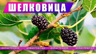 🌿  Дерево Шелковицы И Полезные Свойства Ягоды Шелковицы 🌿