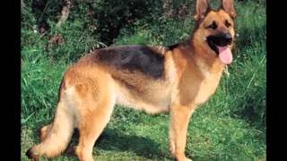 Top 15 best, biggest and strongest dogs breeds in the world