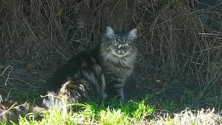 A "Russian cat" is hiding from the strong sunlight.#Stay home and get bored #With me