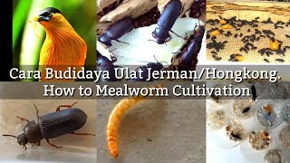 Cara Budidaya Ulat Jerman/Hongkong. How to Mealworm Cultivation