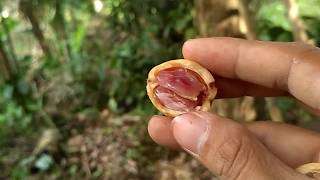 Buah menteng atau buah Kepudung | Gradaz Farm