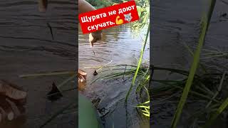 Хороший разлив этого года . Пришло много щуки в нашу речушку.#щуканажерлицы#щука#хищник#живец#щуки