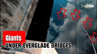 I get absolutely handled by giants throwing lures under EVERGLADE bridges (DRAG PEELERS)