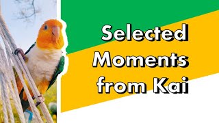 Collection of Kai's best pieces | Kai the caique parrot