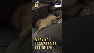 #pomeranian #dog #dogs #pomeranianworld #funny #funnyvideos #funnyshorts #funnydogs #funnydogvideos