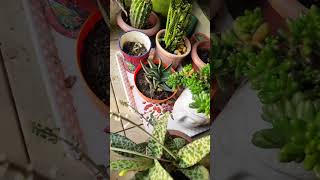 Succulents collection pyare se🌱#gardening #plants #succulents #shorts #youtubeshorts