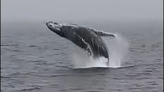 Humpback Whale Thrill’s Passengers & Crew aboard Capt. Dave’s Dolphin & Whale Watching boat