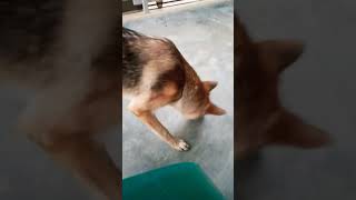 German Shepherd playing with a Wheat Cricket