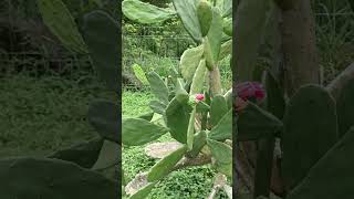 Kaktus centong atau Opuntia cochenillifera