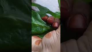 #malabar #spinach #bachalikura #miniharvest #garden  #shorts #ytshorts  #terracegarden #minivlog