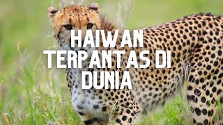 HAIWAN TERPANTAS DI DUNIA (DARATAN) // THE FASTEST ANIMAL IN THE WORLD (LAND)