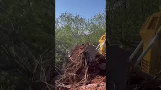 ASMR, DOZER crunching through trees and bush. D65 Komatsu dozer #dozer #asmr