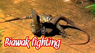 Biawak vs biawak