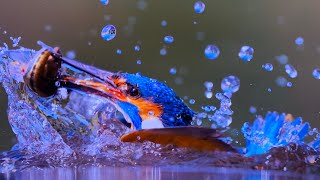 Netflix Out Planet (UHD) Bird Snatches Fish Out Of Water. By David Attenborough