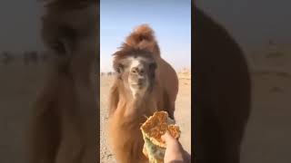 Camels have an excellent sense of smell.