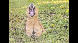 JUST WONDERFUL CAPTURING THE YAWNING OF A ASIATIC LION | SASAN GIR NATIONAL PARK AND SANCTUARY